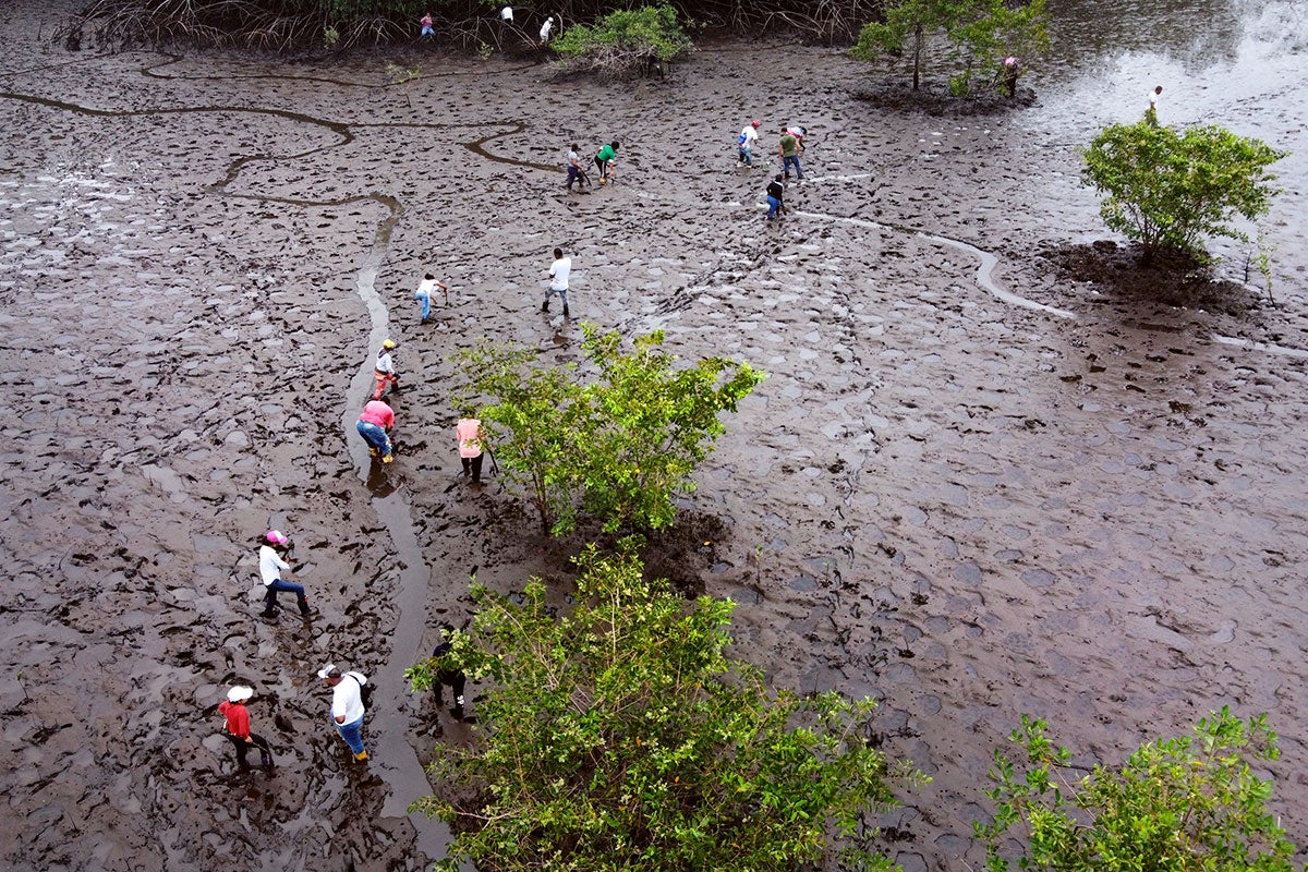 colombia_tumaco_mangroveconservation_overheadview_1200x800.jpg