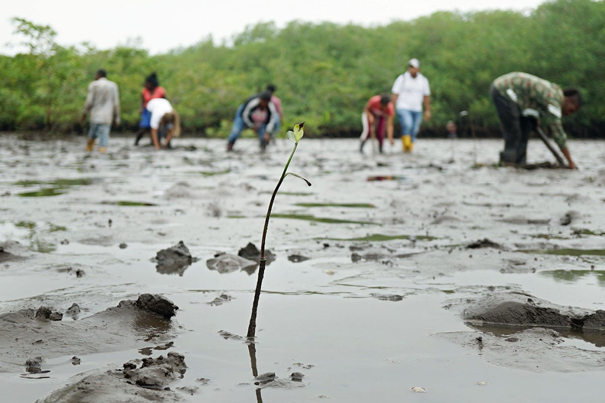 colombia_tumaco_mangroveconservation_saplingcloseup_1_1200x800.jpg