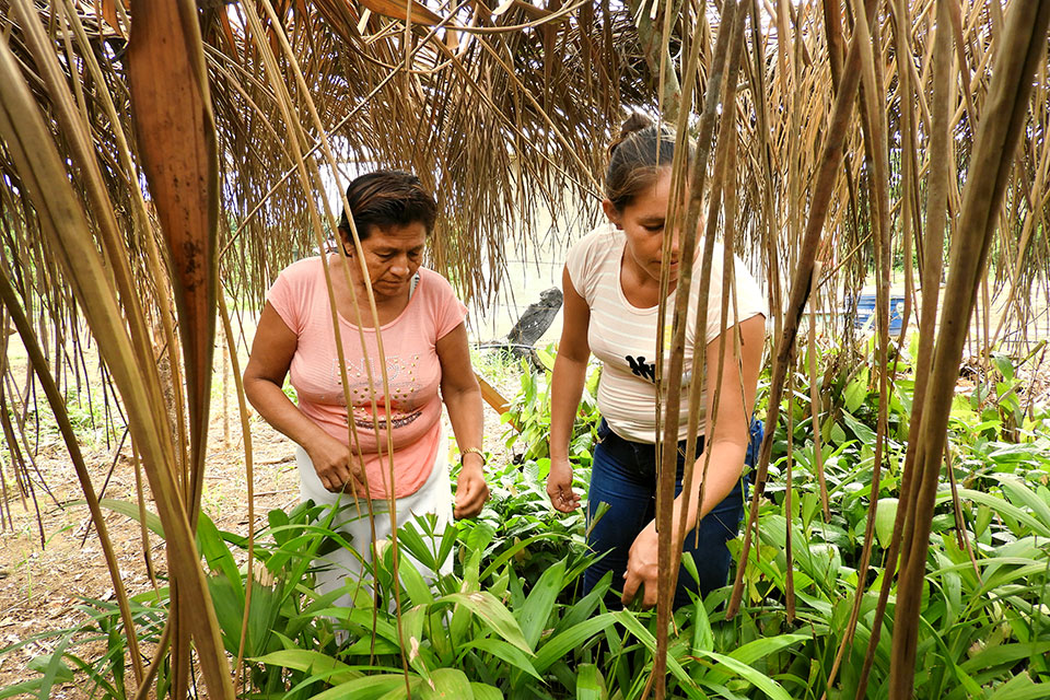 En el norte de la Amazonía boliviana, un emprendimiento sostenible involucra a la comunidad local en el procesamiento de frutas silvestres de la selva amazónica y, al mismo tiempo, protege los bosques contra la tala de árboles y la contaminación. Foto: ONU Mujeres/Teófila Guarachi.